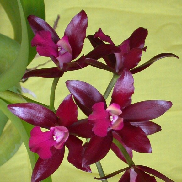 Vintage Nikon CoolPix 995 3.3MP Digital Camera Digicam Y2K Photography Travel - Picture 14 of 16